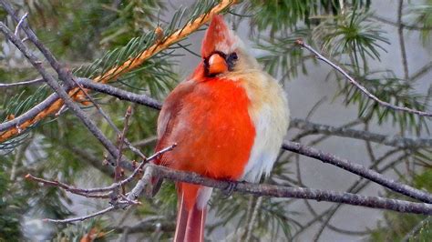 Half-male, half-female rare cardinal photographed in Erie, Pa. region