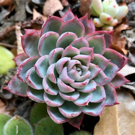 Succulents With Pink Flowers: A Colorful Addition To Your Garden