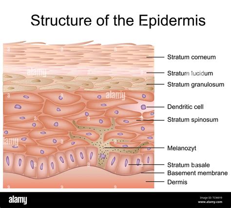 Layers Of The Epidermis Diagram