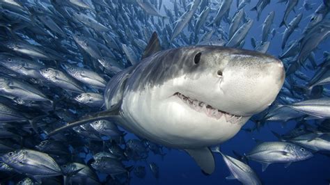 Cute Tiger shark photo and wallpaper. Cute Cute Tiger shark pictures