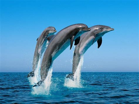 Free Dolphin Wallpapers For Desktop - Wallpaper Cave