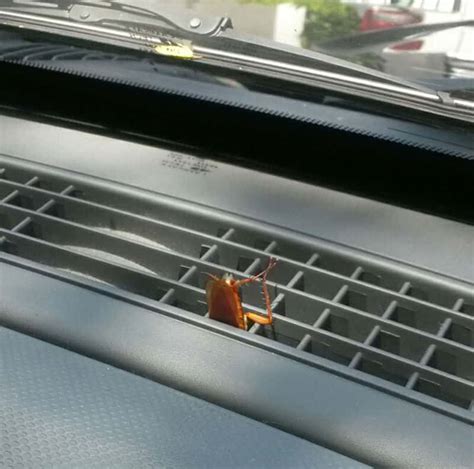 How To Get Rid Of Roaches In The Car - PestSeek