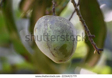 75 Mango Plantation Kerala Images, Stock Photos & Vectors | Shutterstock