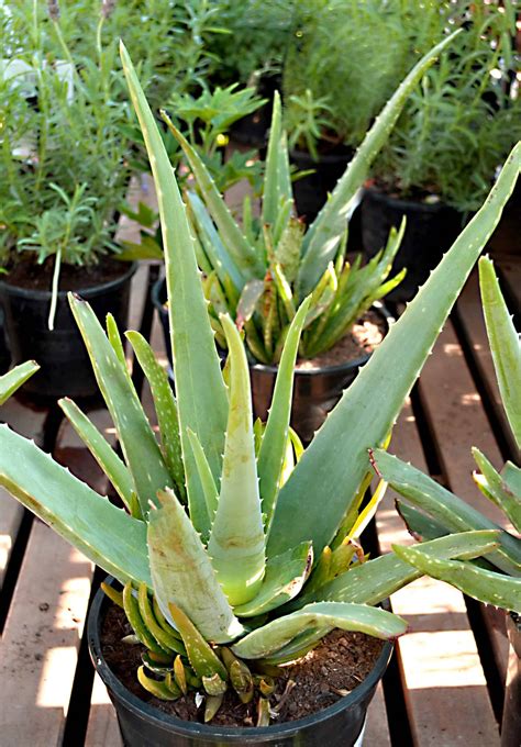 Aloe vera (Aloe barbadensis) • Lifestyle Home Garden Online Store