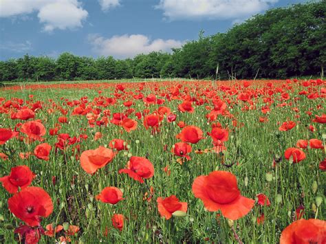 Field of poppies in summertime Free Photo Download | FreeImages