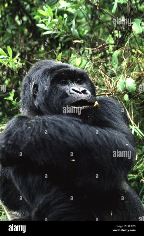 Gorilla gorilla beringei Stock Photo - Alamy