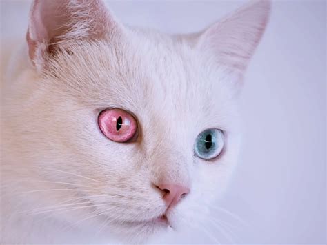 Albino Cat Secrets Unlocked - A Comprehensive Guide