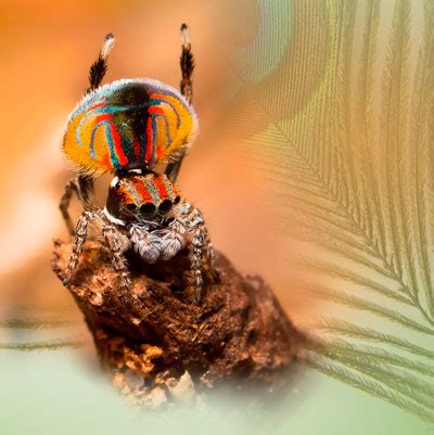 The peacock spider