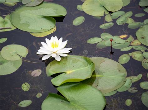 Single Lily Flower on Green Lily Pads Stock Image - Image of aqua, botanical: 119909707