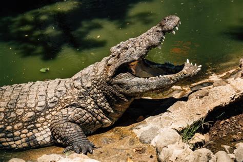 18,600+ Crocodile Teeth Stock Photos, Pictures & Royalty-Free Images - iStock