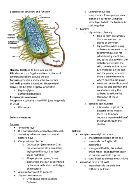 Bacterial Cell Structure