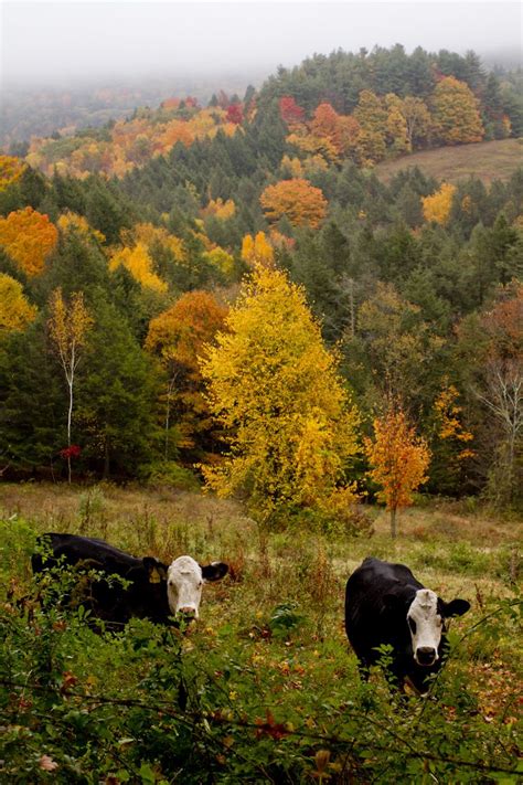 Rikki Snyder Photography | Blog | The Hill | Paysage de campagne, Paysage, Belles images