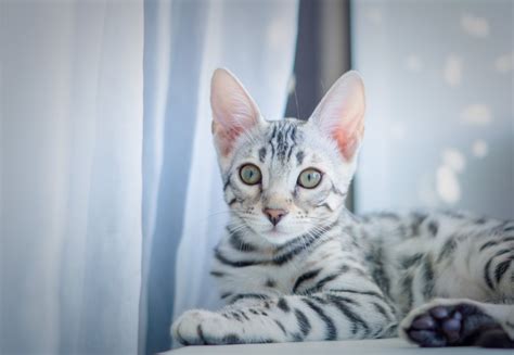 Silver Bengal Cat: Facts, Pictures, Origin & History | Hepper