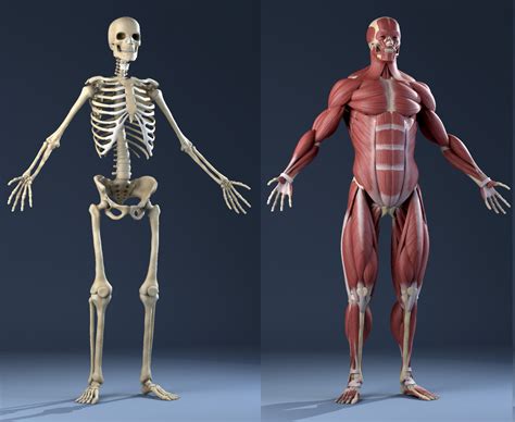 3d model realistic anatomy skeleton muscles