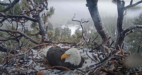 Big Bear Bald Eagle Nest - Live Webcam in USA 🎦