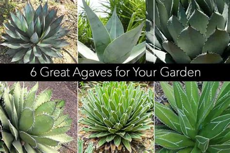 Growing Agave Plants: How To Care For and Use Them Indoors and Outdoors