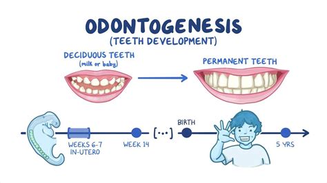 Development of the teeth: Video, Anatomy & Definition | Osmosis