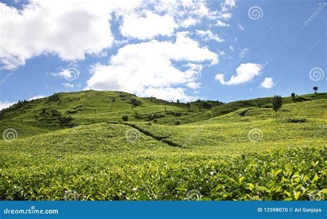 Tea plantation stock photo. Image of high, agriculture - 12598070