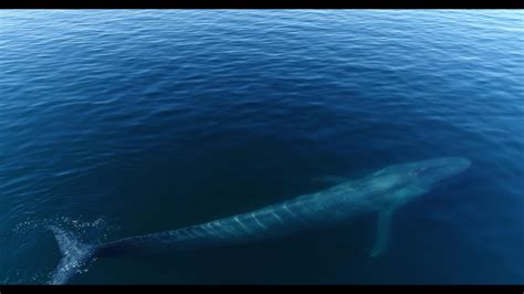 Rare images of blue whale feeding behavior