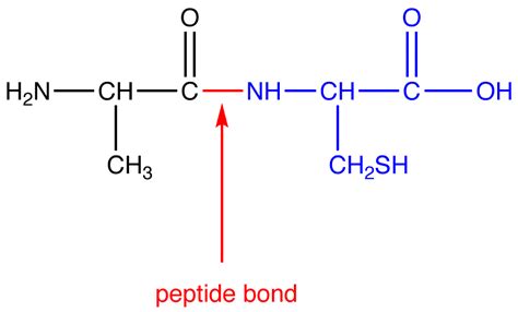 Peptide Bond - Chemistry LibreTexts