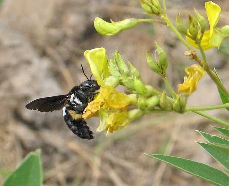 Growing Citizen Science and Bee Watching in South Africa - JRS Biodiversity Foundation