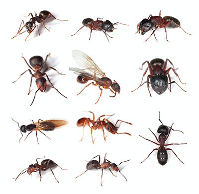 Carpenter Ant Cycle - Identification, Nesting, Growth, Reproduction | ApolloXPest Control