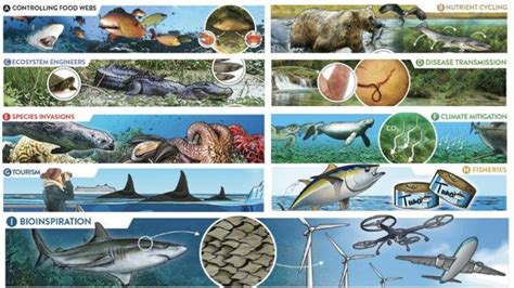 New study explores impacts of marine and freshwater predators on ecosystems and society