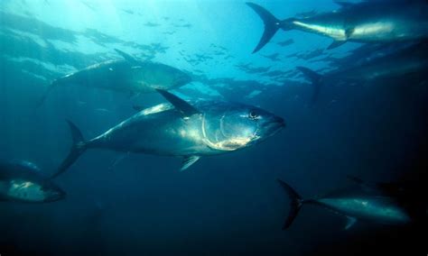 Atlantic Bluefin Tuna – Endangered – Animal Encyclopedia