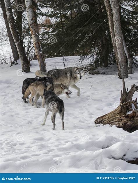 Wolf Pack Playing in the Snow. Stock Image - Image of lupus, meadow: 112994795