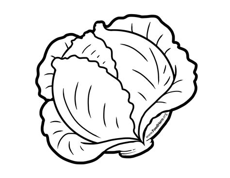 Cabbage Drawing | Free download on ClipArtMag