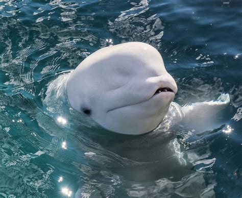 Second beluga whale dies at Mystic Aquarium