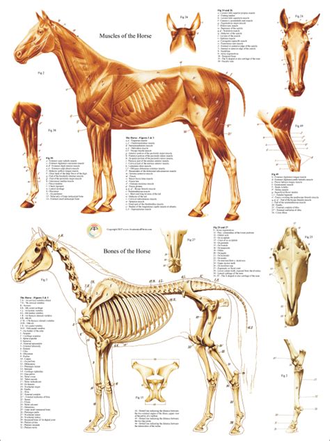 Horse Musculo Skeletal Anatomy Poster