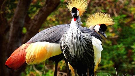 African Crowned Crane - Honolulu Zoo Society