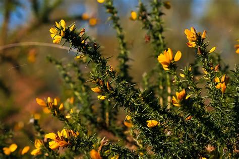 Gorse (Ulex europaeus) | Fraser Valley Invasive Species Society