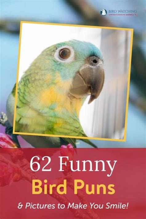 62 Funny Bird Puns & Pictures to Make You Smile!