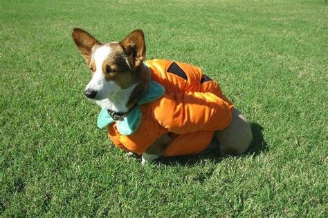 15 Perfect Corgis In Halloween Costumes