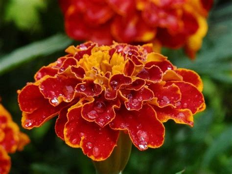 Marigold Flower Meaning, Symbolism, and Folklore - Petal Republic