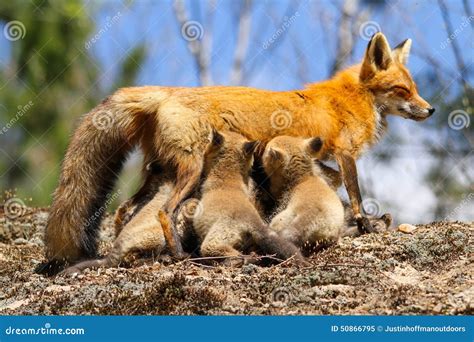 Red Fox Mother And Kits Stock Photography | CartoonDealer.com #31419134