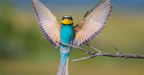 Why Do Birds Open Their Wings? (5 Key Reasons + Sunning… | Bird Fact