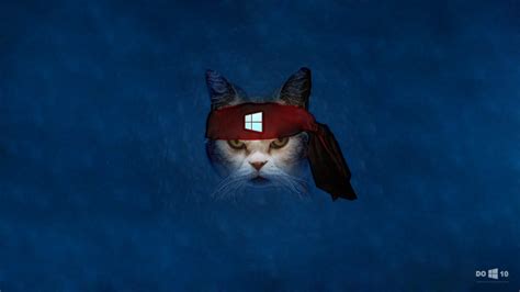 Windows 10 Cat Wallpaper - WallpaperSafari