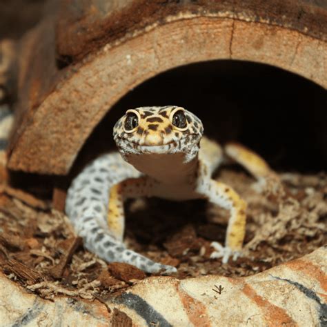 Leopard Gecko Diet in Captivity - Pet Food Guide