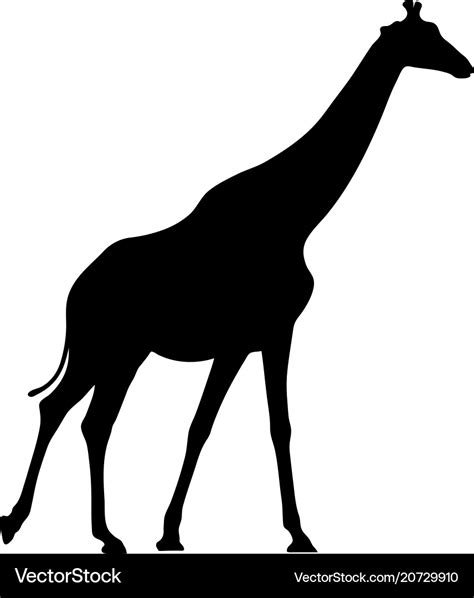 Black silhouette giraffe on white background Vector Image