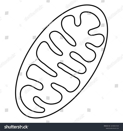 Mitochondria Modern Minimal Black Thin Line Stock Vector (Royalty Free) 2230927103 | Shutterstock