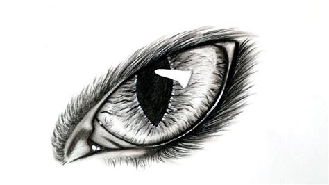 25 Easy Cat Eye Drawing Ideas - How to Draw a Cat Eye