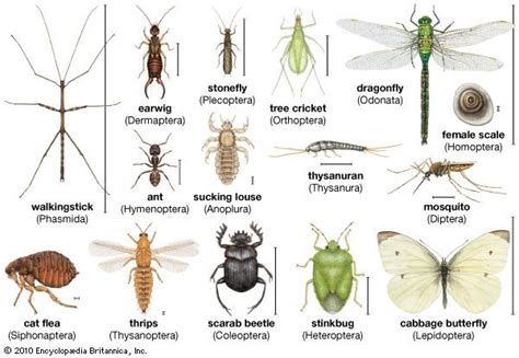 Insects And Bugs With Names