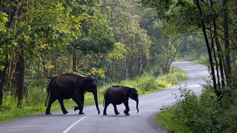 Discover Wayanad, Kerala: A Paradise for Nature Lovers