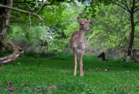 Wildlife on Fuji X | Talk Photography