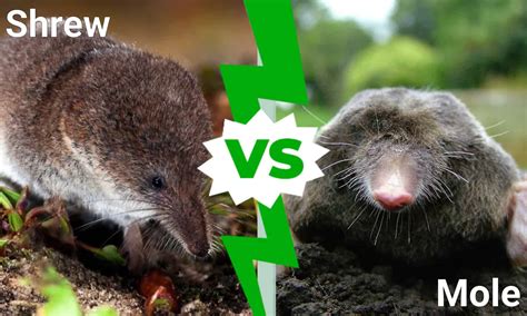 Shrew vs Mole: 5 Key Differences - A-Z Animals