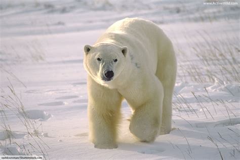 Polar bear facts