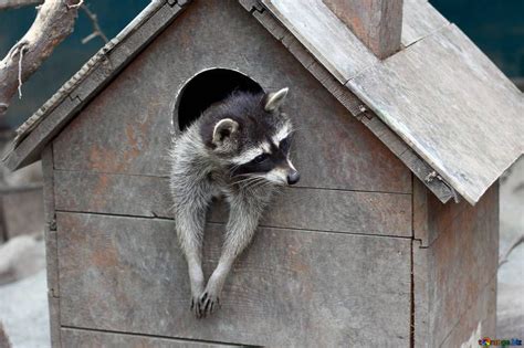 Welcome to the raccoon animal house! | Baby raccoon, Cute raccoon, Pet ...